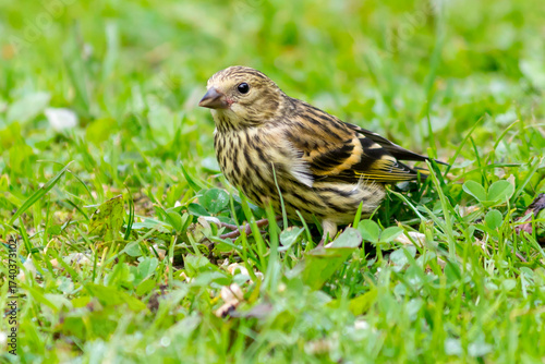 The common siskin bird - the modest plumage of the female.