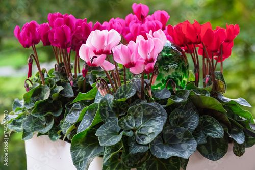 Blumenkasten mit Alpenveilchen