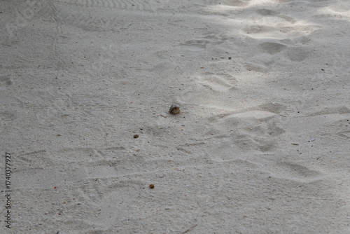 Hermit crab walking on sandy beach in Maldives