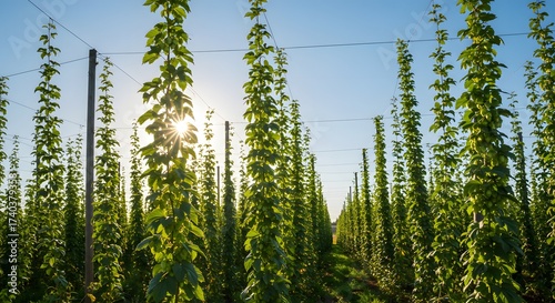 Hops Field at Sunset: Agriculture and Brewing Industry