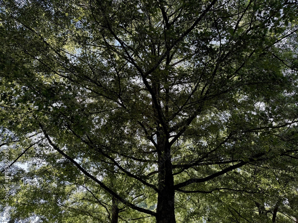 Obraz premium Beautiful tree with green leaves growing under blue sky, bottom view