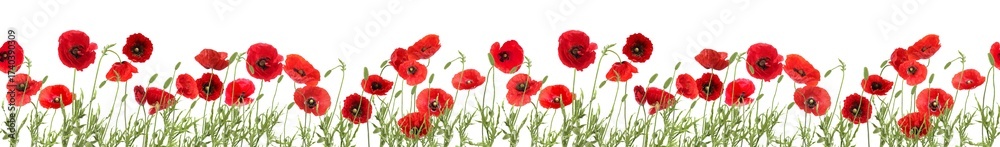 Naklejka premium Bright red poppy flowers on white background, banner design