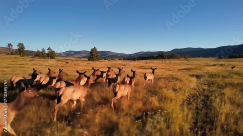 General Nature & Environment Herd of Deer Running Through Open Grassland at Sunset