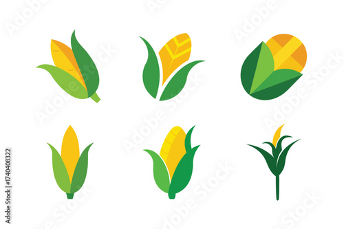 Collection of fresh corn on the cob illustrations for design
