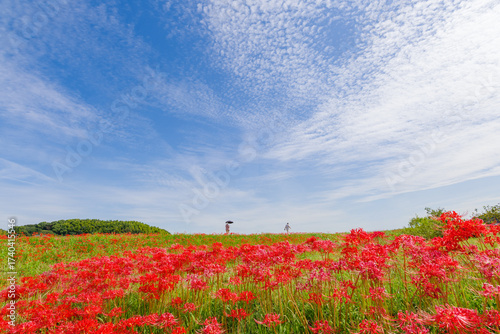 彼岸花と秋の空（矢勝川　愛知県半田市）