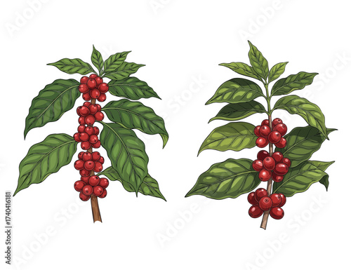 coffee plant illustration design template