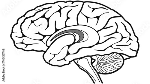 Vector illustration highlighting the human brain, including cerebrum, cerebellum, and brainstem, isolated on background