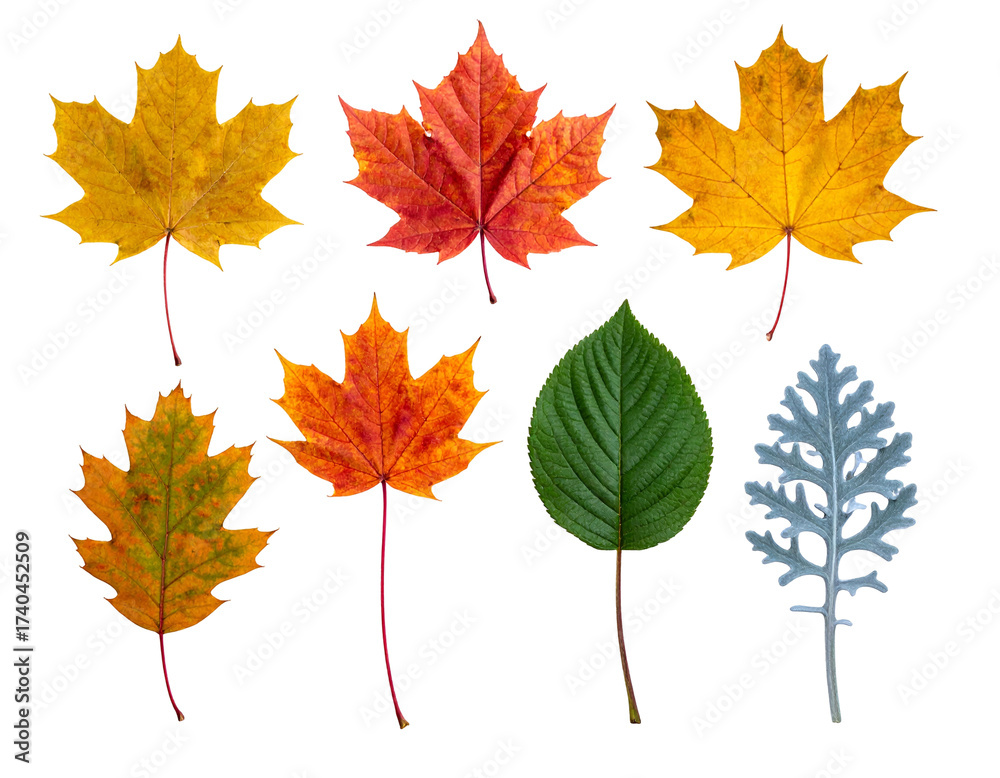 Fototapeta premium Seven different colorful leaves, one green, against a black background