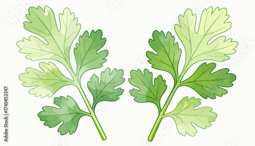 Two green leaves of parsley. The leaves are green and have a fresh, healthy appearance. Concept of vitality and well-being