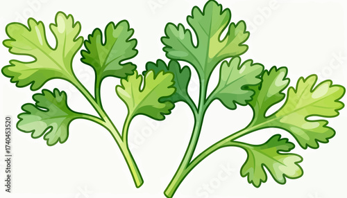 Two green leaves of parsley. The leaves are green and have a fresh, healthy appearance. The image is of a close up of the parsley leaves, with the stems visible as well