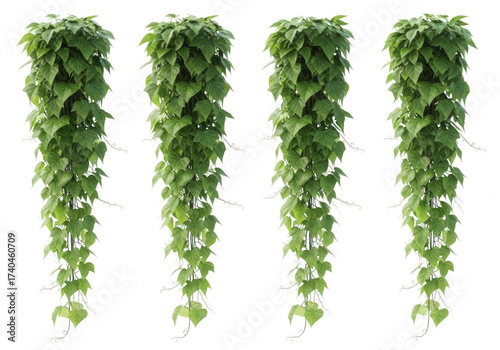 Lush green hanging vines isolated on a transparent background