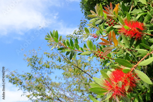 日本　埼玉の風景