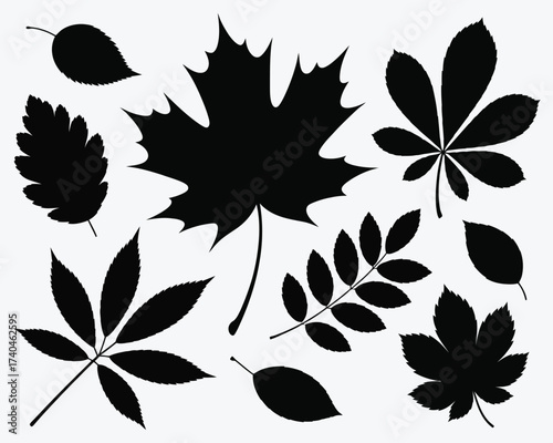 Autumn Leaves Silhouette Collection: A collection of diverse leaf silhouettes, each shape offering a unique display of nature's art. Capture the changing seasons with this elegant set.