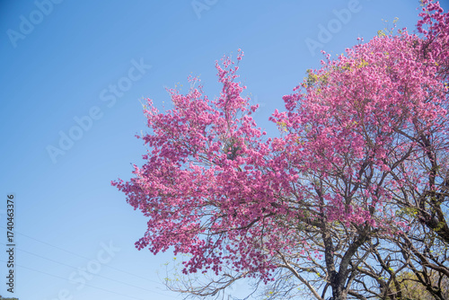 Pink flowers of Handroanthus heptaphyllus