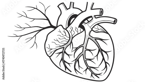 Vector illustration highlighting human coronary arteries, cardiovascular concept