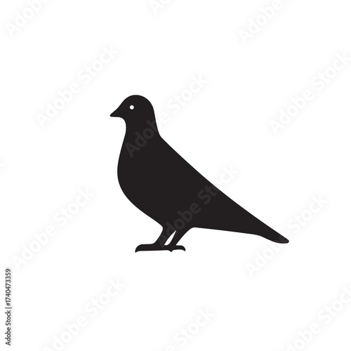 Rock dove