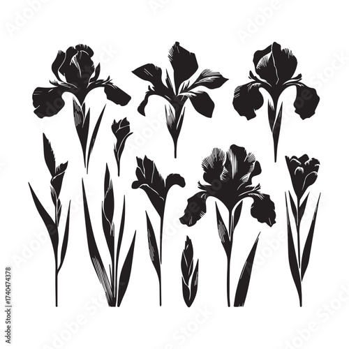 Collection of nine black iris flower silhouettes with detailed petal and leaf textures on a white background Keywords: iris, flower, silhouette, black, white background, isolated, floral