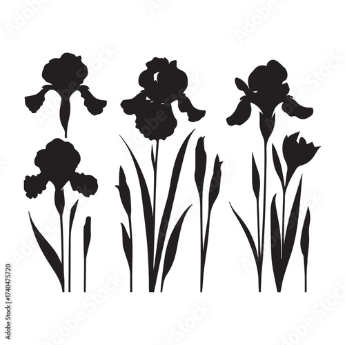 Five Black Silhouettes of Iris Flowers and Buds with Leafy Stems on White background