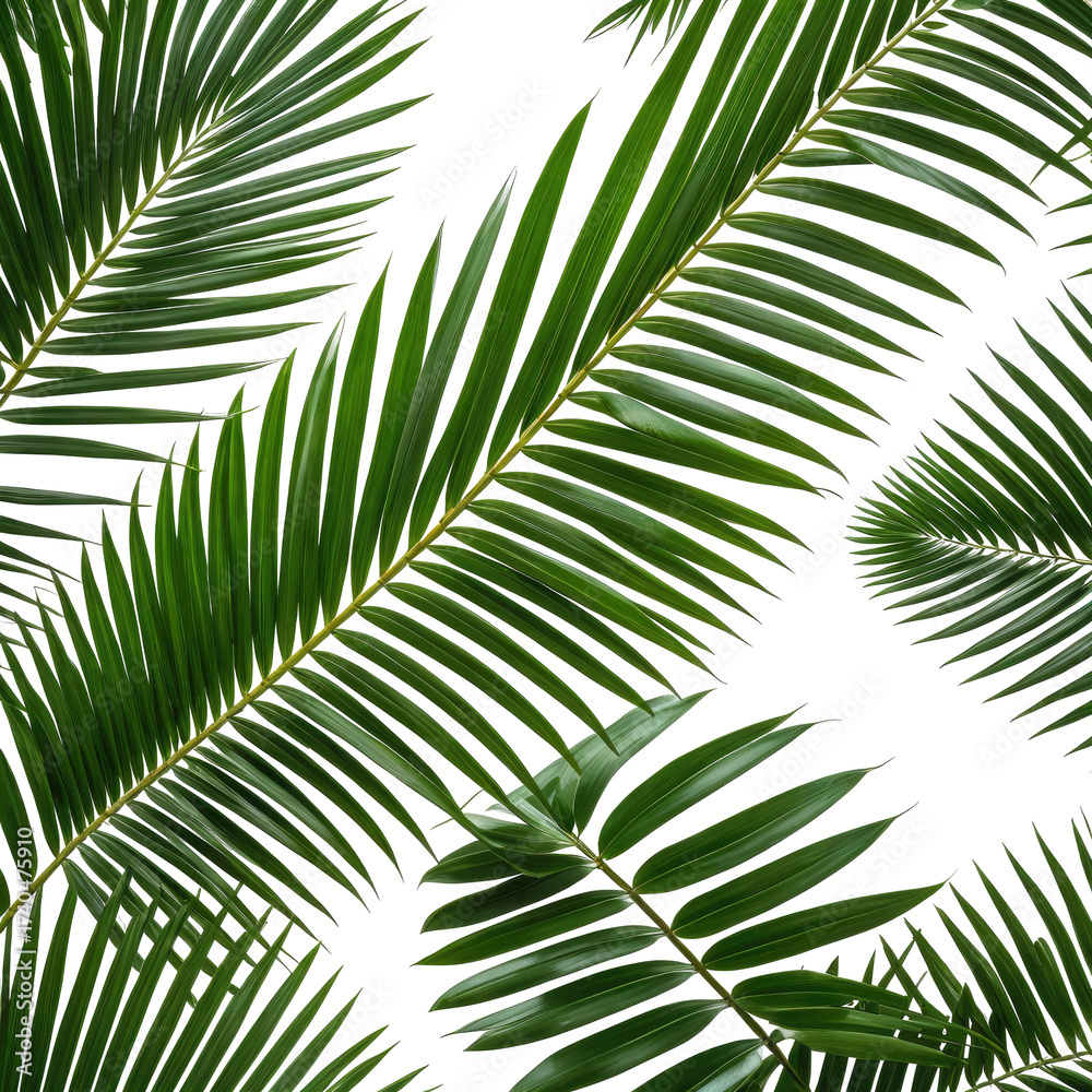 Obraz premium Lush green palm fronds on a dark background, tropical aesthetic