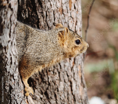 Squirrel in a Hole in a Tree