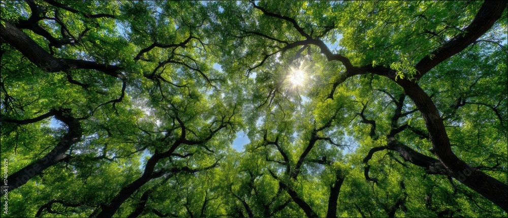 Fototapeta premium Sunlight filters through a dense green forest canopy, with twisted branches creating a natural, vibrant roof overhead