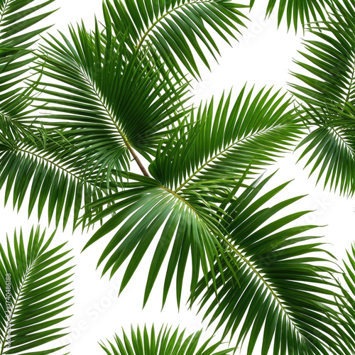 Lush, overlapping palm fronds on a black backdrop. Dense foliage