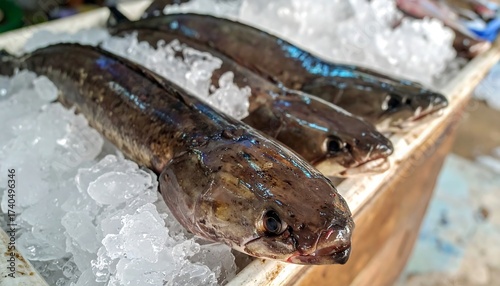 Fresh Snakehead Fish on Ice - A Close-Up View of Channa Argus.