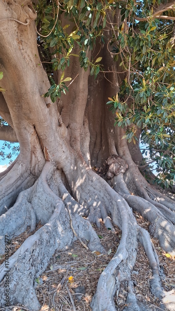 Fototapeta premium Old Morton Bay Fig tree roots