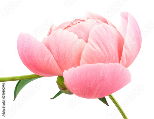  Single Peony Flower with Stem and Leaves, Side Angle, isolated on transparent background png