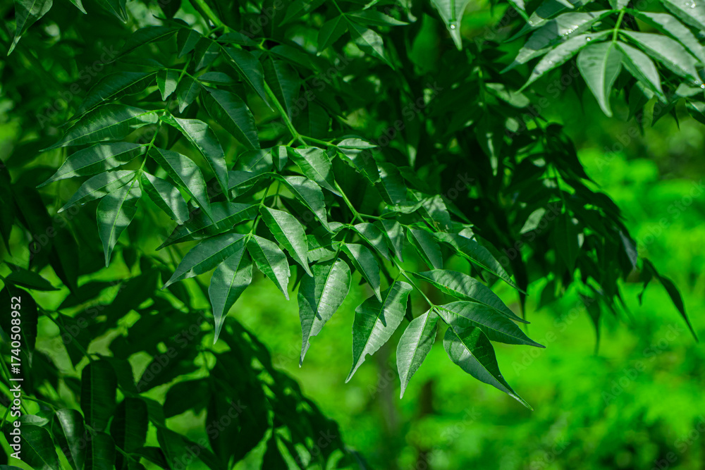 Fototapeta premium New top leaf of neem tree