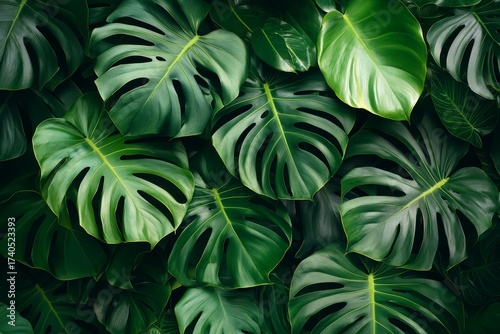 Lush Tropical Monstera Leaves Background Vibrant Green Foliage Texture Nature Photography