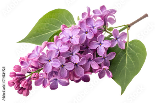 Close up of a vibrant purple lilac flower cluster with green leaves bloom blossom