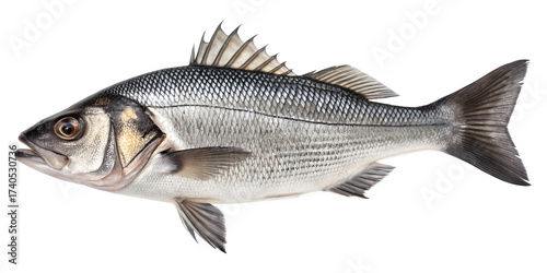 Silver European Seabass fish side profile isolated on black background dicentrarchus labrax sea fish