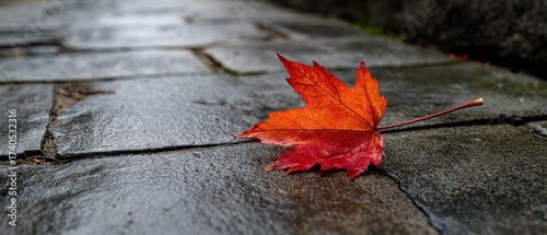 Vibrant autumn leaf on wet pavement