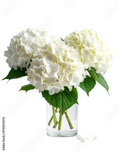 Three white hydrangea blossoms in a clear glass vase