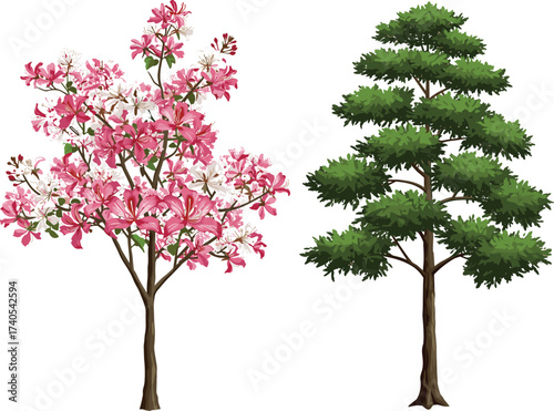 Flowering cherry blossom tree, evergreen conifer tree, seasonal contrast, pink and white blossoms, dense green foliage, nature diversity, spring and evergreen beauty