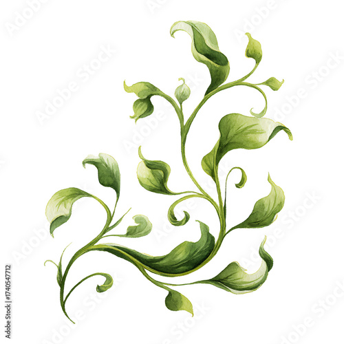 Elegant botanical swirl art with detailed watercolor leaves and tendrils illustration.