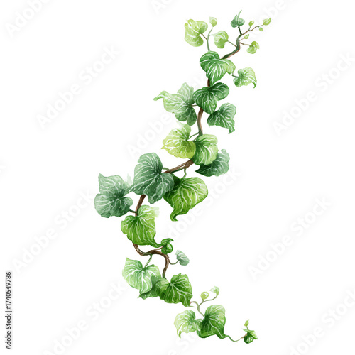 Isolated watercolor style ivy vine with vibrant green leaves and transparent backdrop.