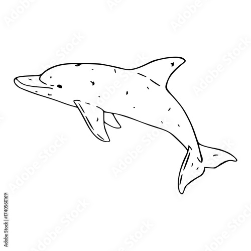 hand drawn bottlenose dolphin sketch