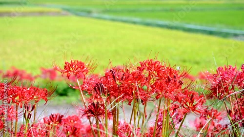 田んぼの稲の背景と彼岸花