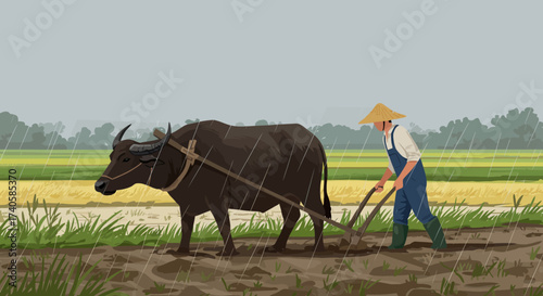 Farmer Plowing Rice Field with Water Buffalo in Rainy Weather A Cultural Scene