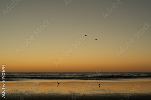 Calm sunrise at a beach with beautiful birds