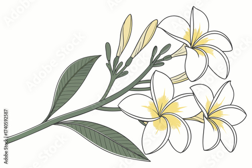 Champa fragrant petals