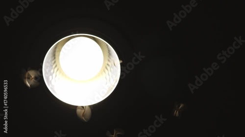 swarm of a moths flying around a light, flying termites circling a night lamp in darkness. night moths circling by the lamp, mysterious glow perfect for backgrounds