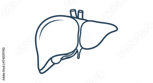 Minimalistic liver line art illustration conveying medical and anatomical context with clear