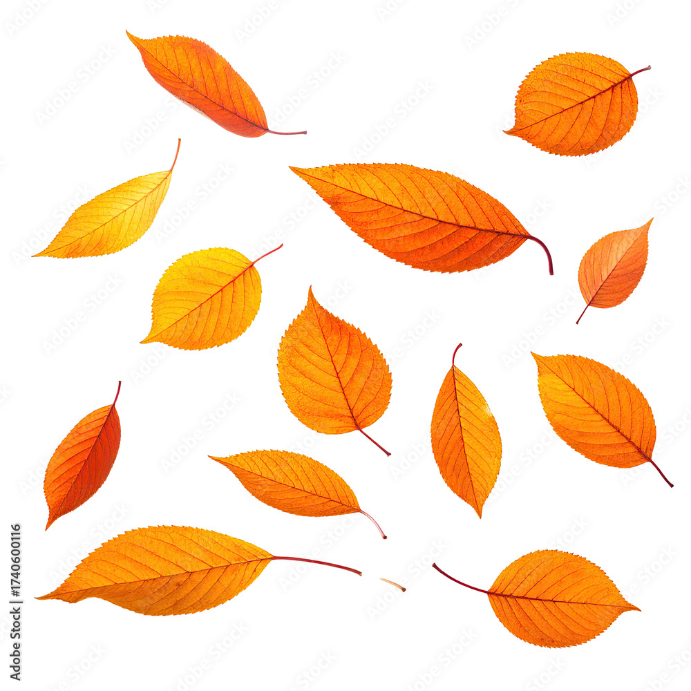 Obraz premium Falling autumn leaves, vibrant orange, dark background
