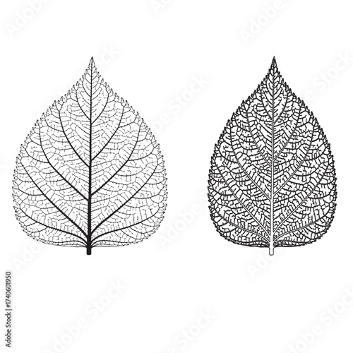 Vector art of two detailed leaf vein patterns silhouette art design