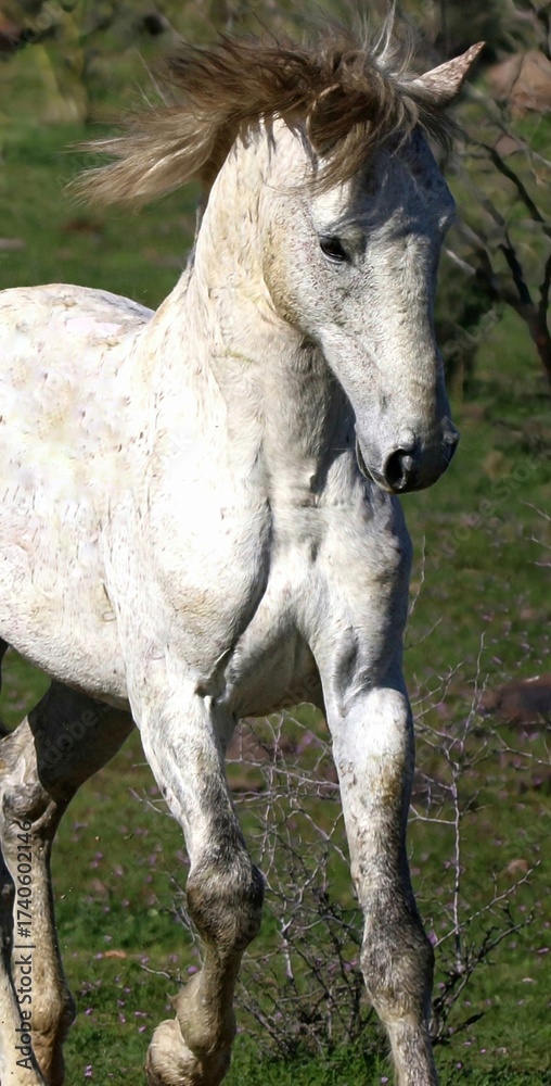 Obraz premium Wild Horse in Desert