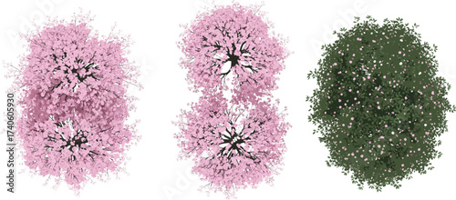 Top view cherry blossom trees illustration, pink sakura spring flowers, garden decorative foliage, blooming floral nature element, landscape design vector isolated artwork