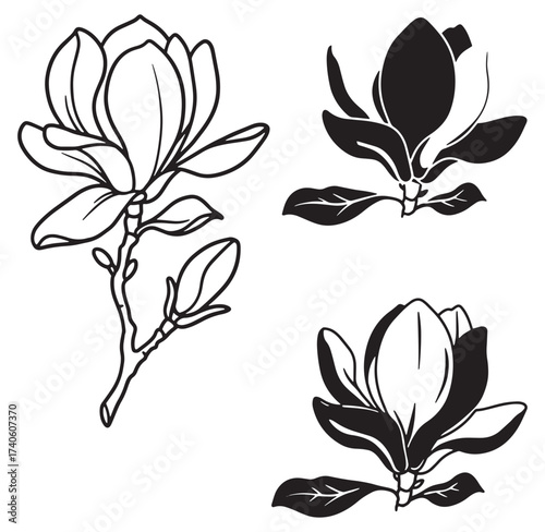 Elegant black and white magnolia flower illustrations featuring blooming and budding floral elements